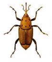 rhynchophorus_ferrugineus.jpg